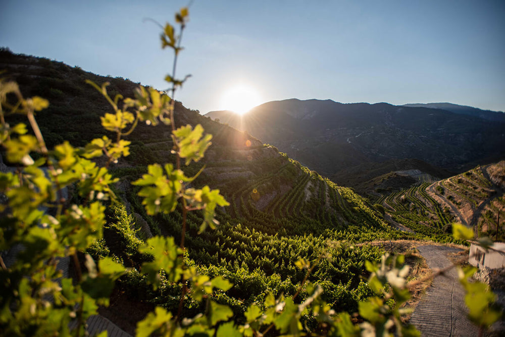 Cypriotische wijnen | Proef de unieke terroir van Cyprus – Cypriotische ...